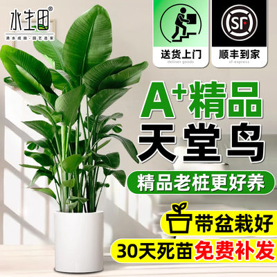 天堂鸟绿植客厅室内落地大型植物