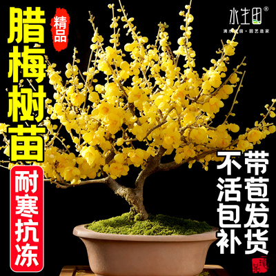 腊梅盆栽梅花树苗梅花盆景