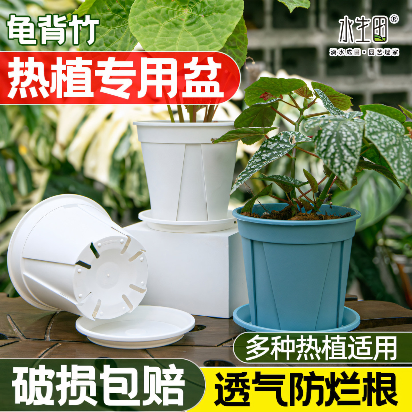 水生田塑料花盆龟背竹热植专用图片