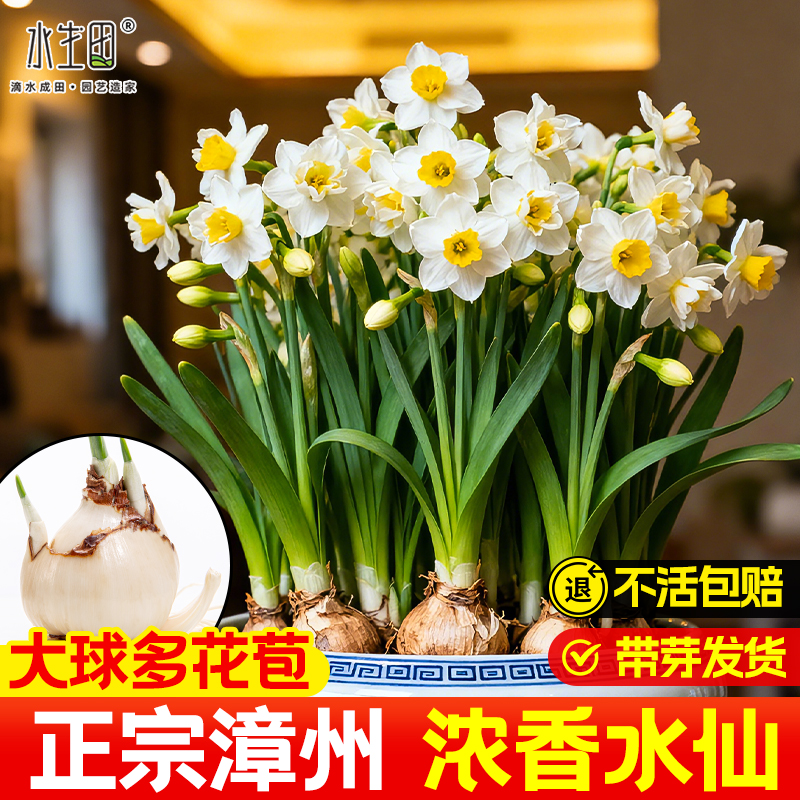 水仙花种球漳州特大单瓣秋冬水培