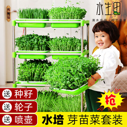 芽苗菜育苗盘浇水就长