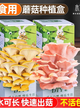 蘑菇种植包儿童可食用菌种家种菌包家庭装蘑菇包盒子家种平菇种子