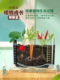 儿童种植小盆栽小农场发芽小植物小花农迷你小农场根系生长观察窗