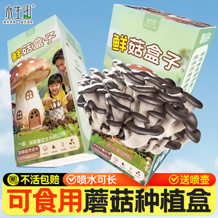 蘑菇种植包盒子菌包家庭种植平菇菌种儿童可食用大包批发新鲜盆栽