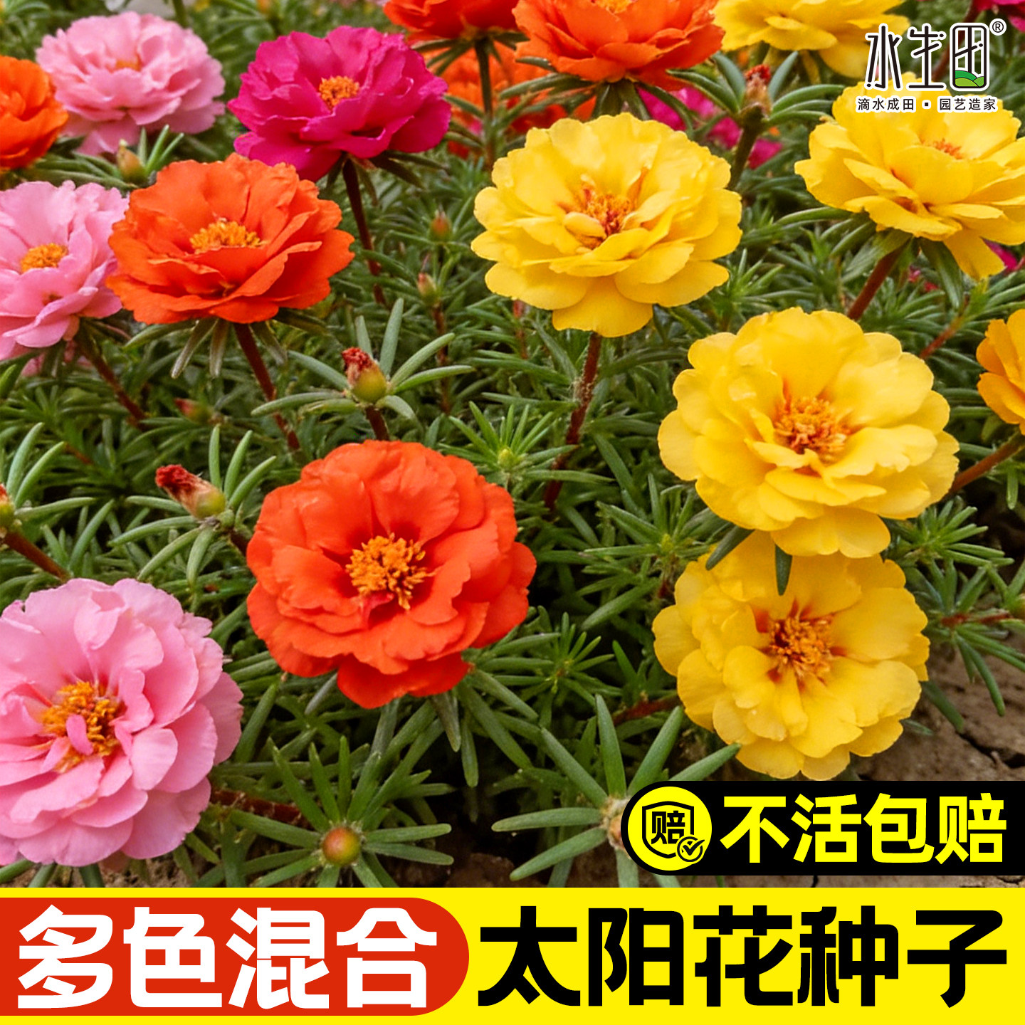 太阳花种子重瓣混色特大花一年四季播种开花进口室外庭院种植鲜花