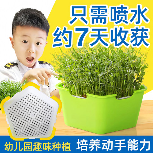 托盘豆芽豆芽托盘种植水培蔬菜