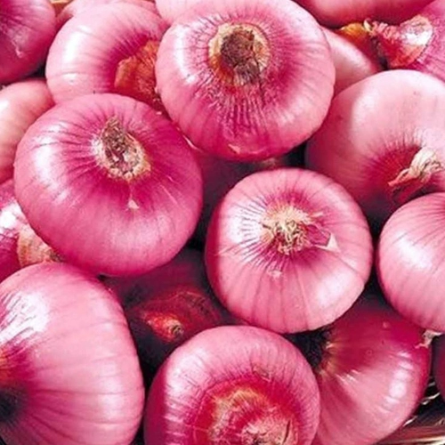 Семя семян лука, красная кожа с рапсом зеленого лука, желтая кожа, высокий балконный горшечный фермерский дом Бесплатная доставка.