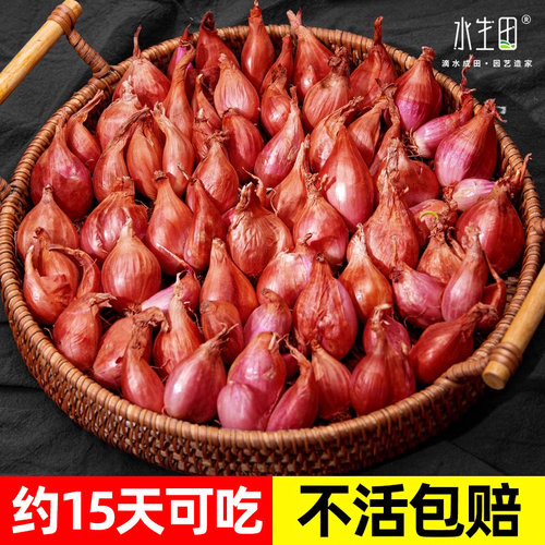 四季小香葱种子种头苗葱种孑小葱种籽红葱头红头阳台蔬菜盆栽火葱 - 封面