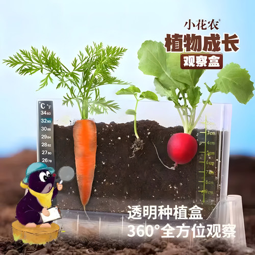 水生田根系生长观察窗植物生长