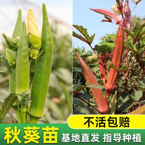 秋葵苗秧特色蔬菜幼苗黄红秋葵大批量种阳台菜苗种籽四季盆栽农家