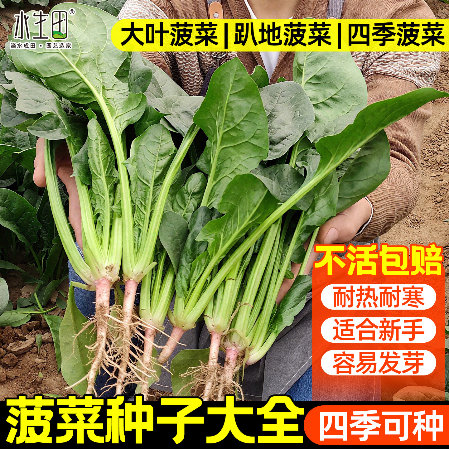 趴地菠菜种子耐寒四季播种