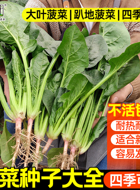 趴地菠菜种子耐寒四季播种秋播小叶老品种蔬菜大叶红根菜籽孑批发