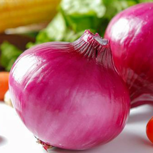 Семя семян лука, красная кожа с рапсом зеленого лука, желтая кожа, высокий балконный горшечный фермерский дом Бесплатная доставка.