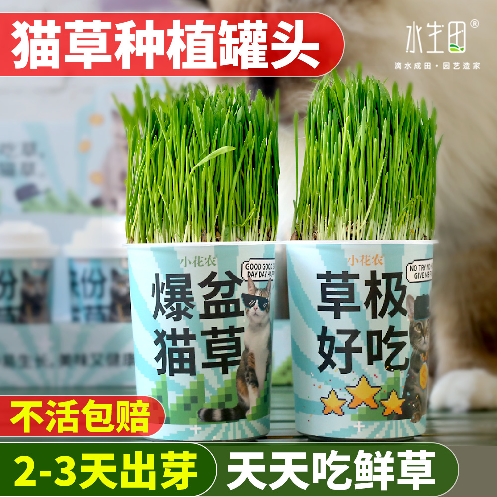 水生田猫草罐头种植杯开盖即种
