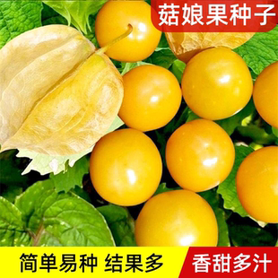 菇娘果种子种孑洋姑娘果苗水果甜菇娘果种籽种苗大菇娘籽东北浆果