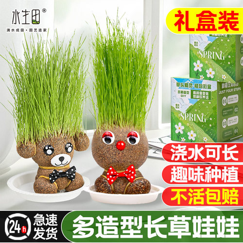 水生田头上长草娃娃小盆栽