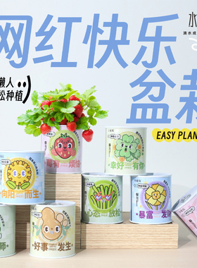 网红罐头儿童种植小盆栽小花农绿植室内植物驱蚊草向日葵办公桌面