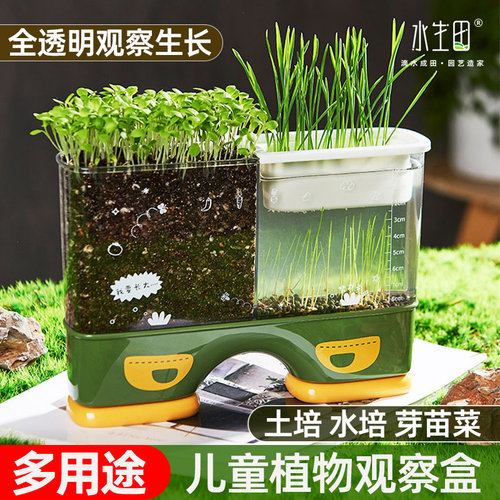 水生田儿童植物观察盆根茎观察