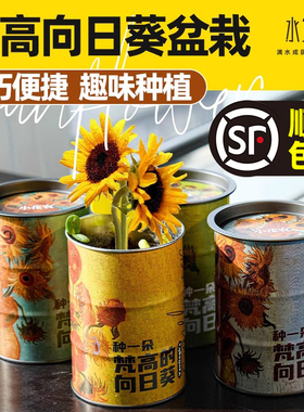 儿童种植微景观迷你绿植室内小花农梵高向日葵罐头植物小盆栽桌面
