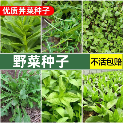 野菜种子籽菜苦菜荠菜蒲公英