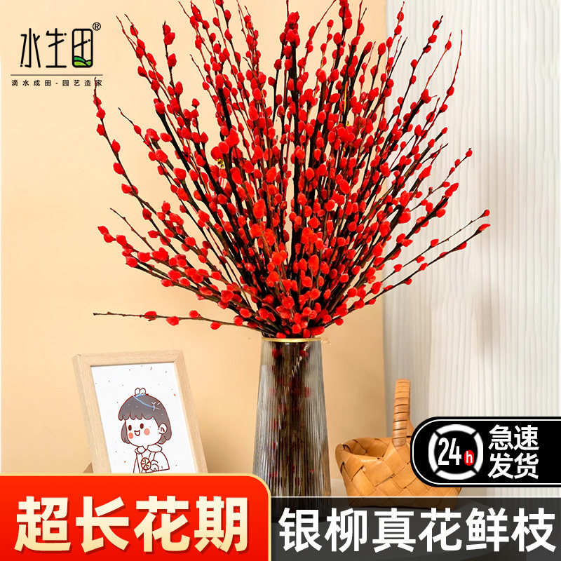 银柳鲜枝真花客厅摆件批发干枝