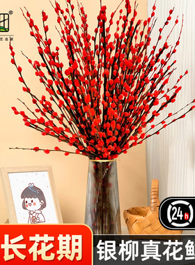 银柳鲜枝真花客厅摆件批发干枝红色彩色盆栽年宵花卉花束枝条水培