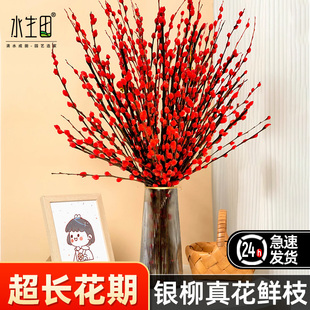 银柳鲜枝真花客厅摆件批发干枝红色彩色盆栽年宵花卉花束枝条水培