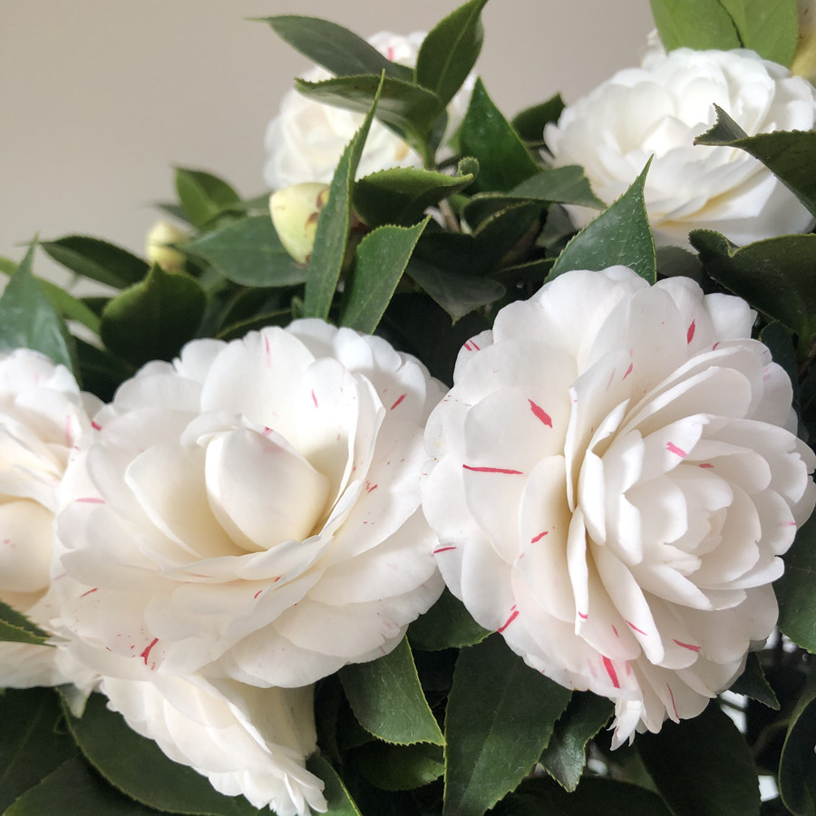 花玲珑茶花品种多品种名贵