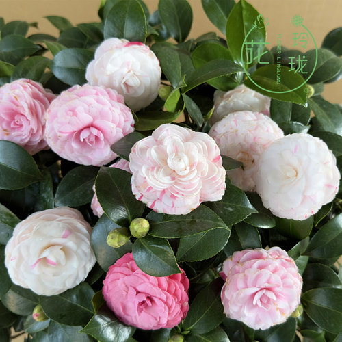 十八学士一花多色白底茶花