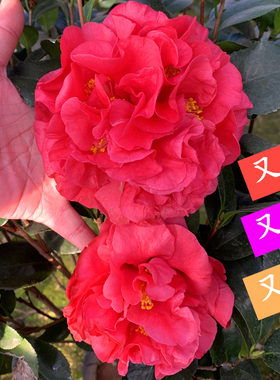 克瑞墨大牡丹香水茶花巨大花浓香型大红色型品种山茶年宵花卉名贵