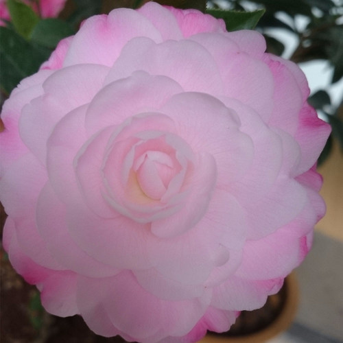 茶花盆栽粉色大型花桃花公主