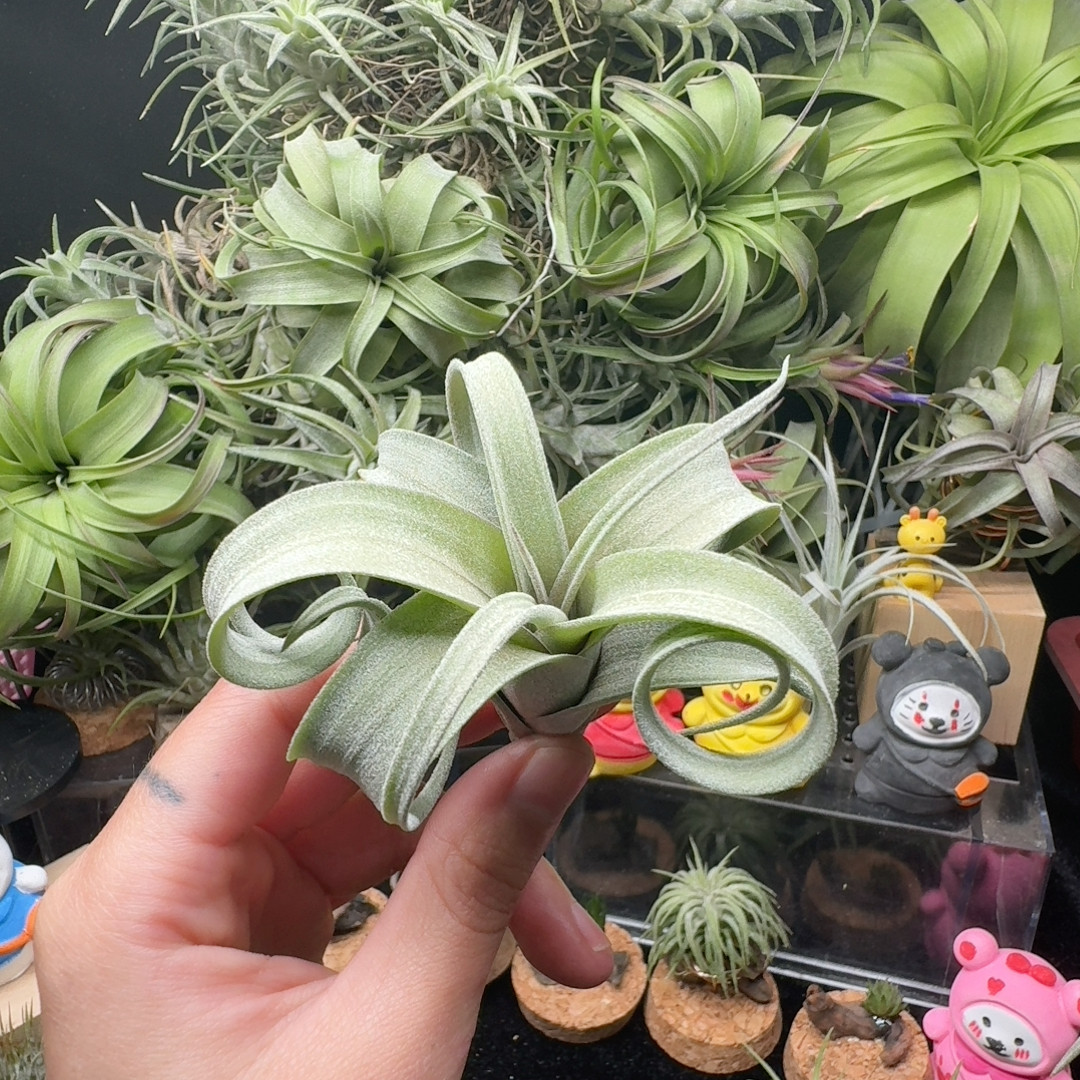 鸟岩花卷,鲜花速递/花卉仿真/绿植园艺,红掌/凤梨/温室花卉,淘宝优惠券,粉丝福利购,淘宝优惠卷