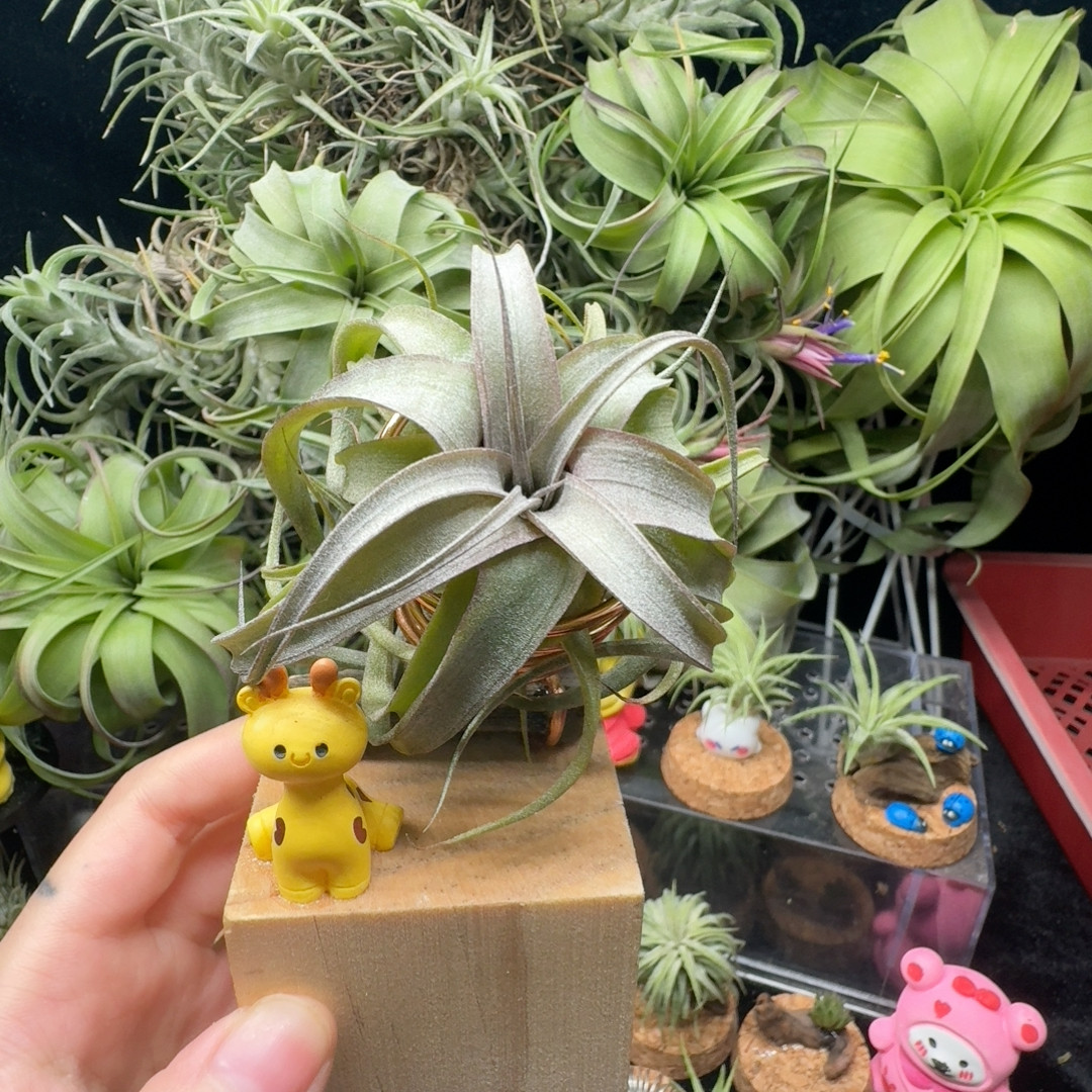 香槟柔婷X伯利兹卷,鲜花速递/花卉仿真/绿植园艺,红掌/凤梨/温室花卉,淘宝优惠券,粉丝福利购,淘宝优惠卷