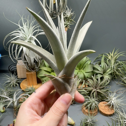 史蒂夫