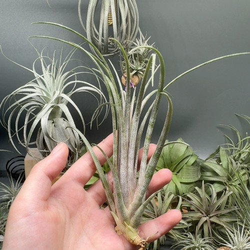 多福