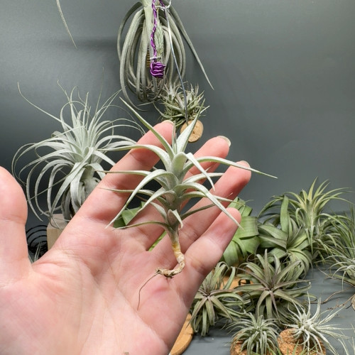 阿比达