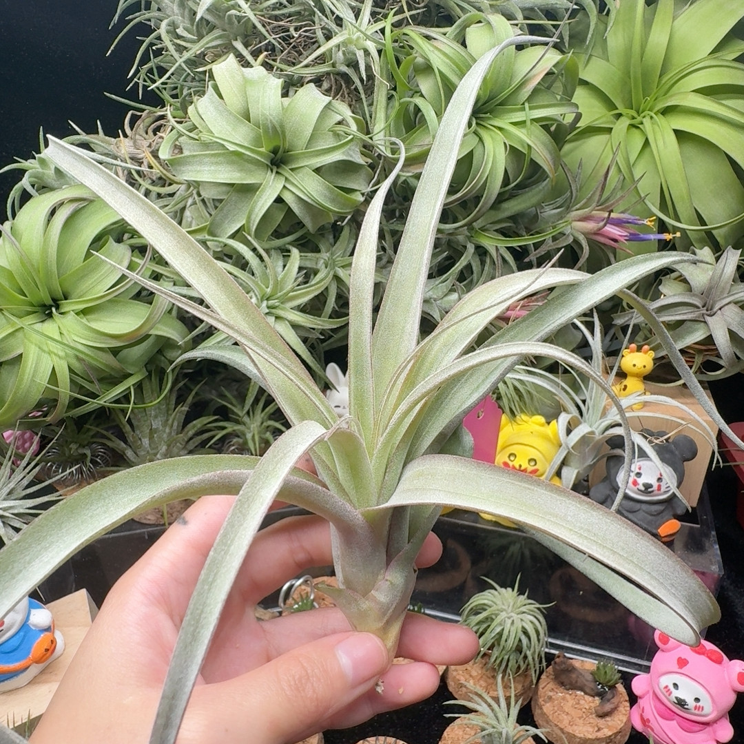 卡橙卷,鲜花速递/花卉仿真/绿植园艺,红掌/凤梨/温室花卉,淘宝优惠券,粉丝福利购,淘宝优惠卷