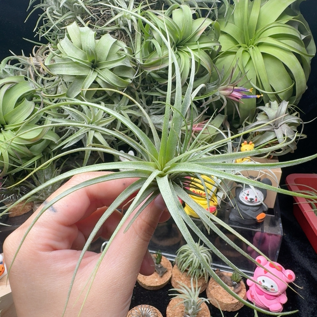 可乐卷,鲜花速递/花卉仿真/绿植园艺,红掌/凤梨/温室花卉,淘宝优惠券,粉丝福利购,淘宝优惠卷