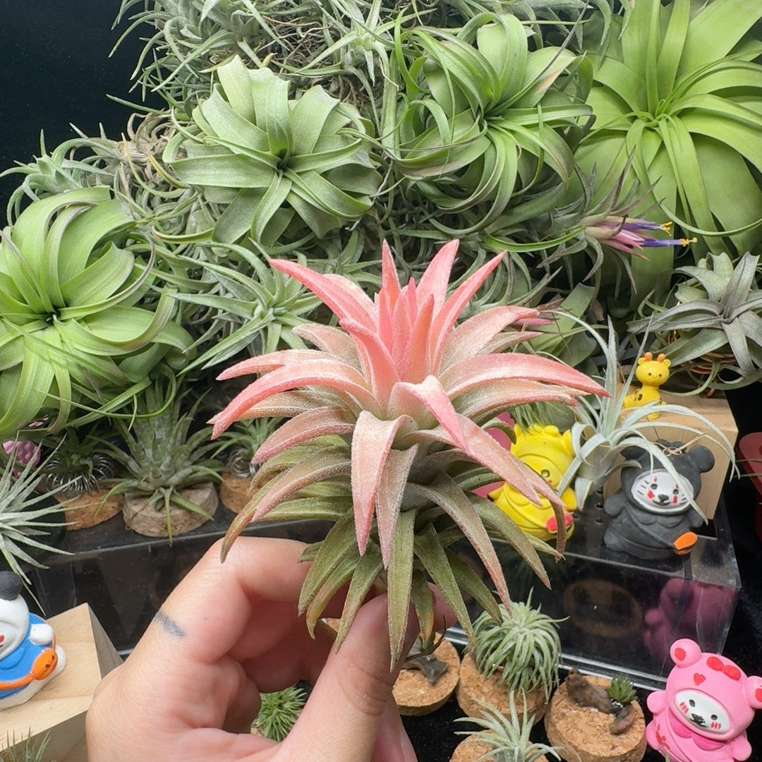 橙万汗,鲜花速递/花卉仿真/绿植园艺,红掌/凤梨/温室花卉,淘宝优惠券,粉丝福利购,淘宝优惠卷