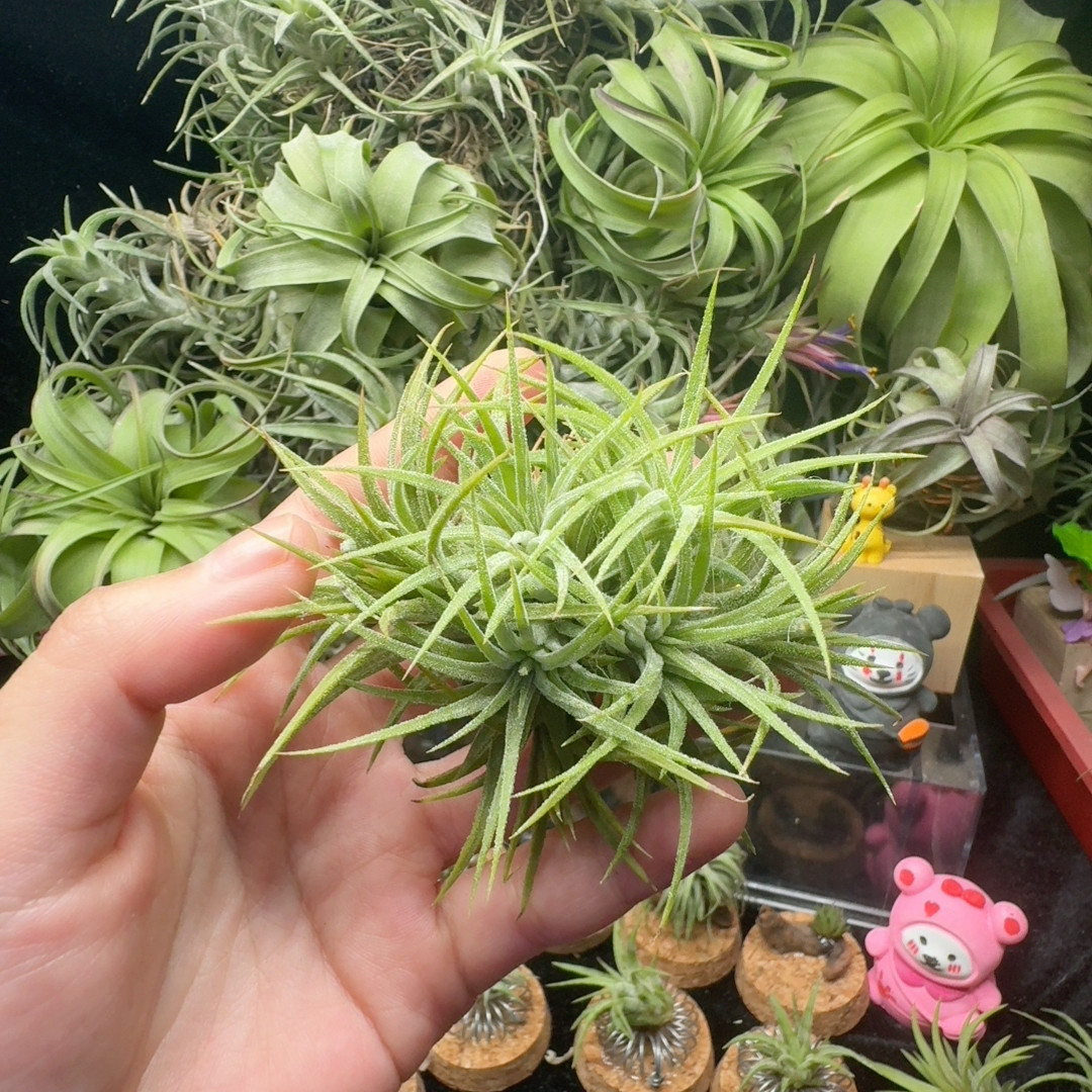 水蜜桃精灵群生,鲜花速递/花卉仿真/绿植园艺,红掌/凤梨/温室花卉,淘宝优惠券,粉丝福利购,淘宝优惠卷