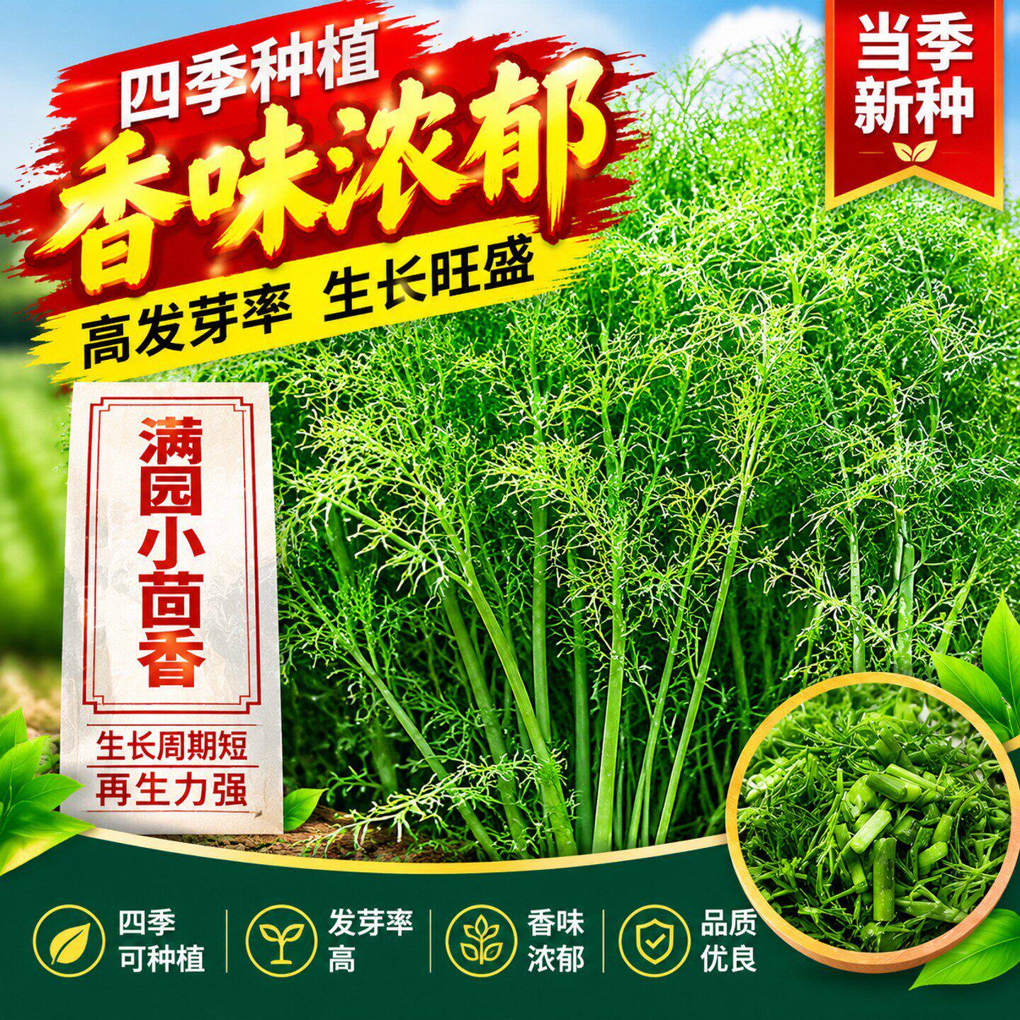 食用茴香种子多次采收割茬小叶茴香种籽四季播种谷香佐料蔬菜种子