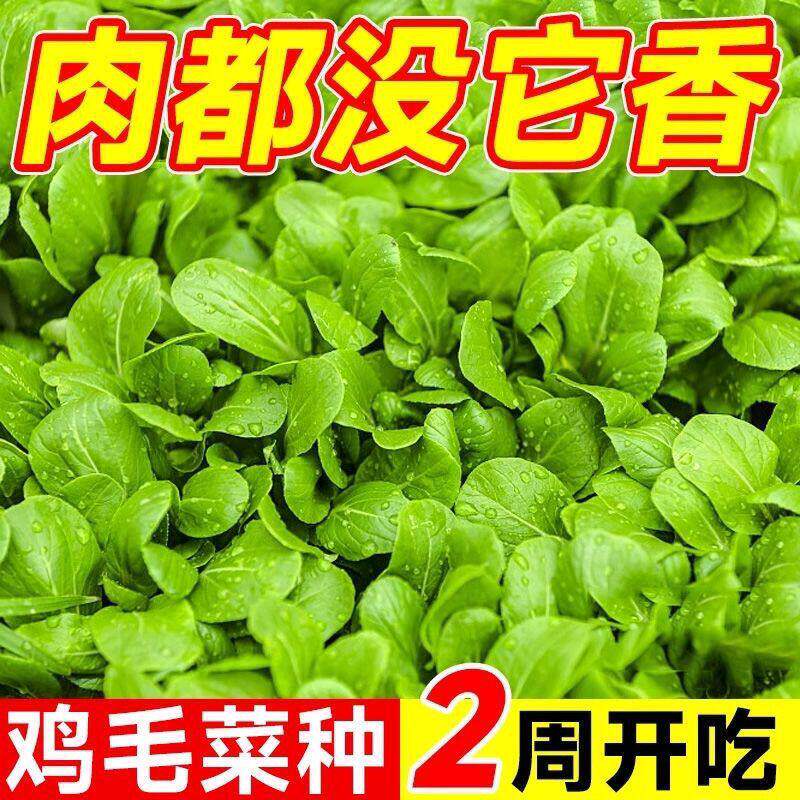 不生虫鸡毛菜种子四季播种抗热耐寒蔬菜种子小白菜籽有机小青菜籽