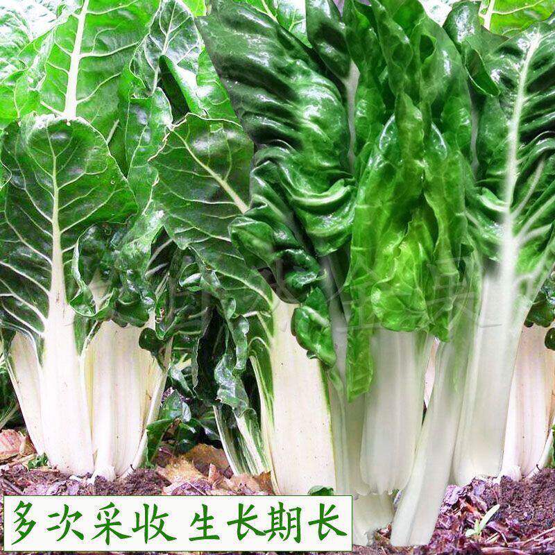 四川牛皮菜种子四季可种大叶厚皮根达菜高产庭院南方甜菜蔬菜种籽