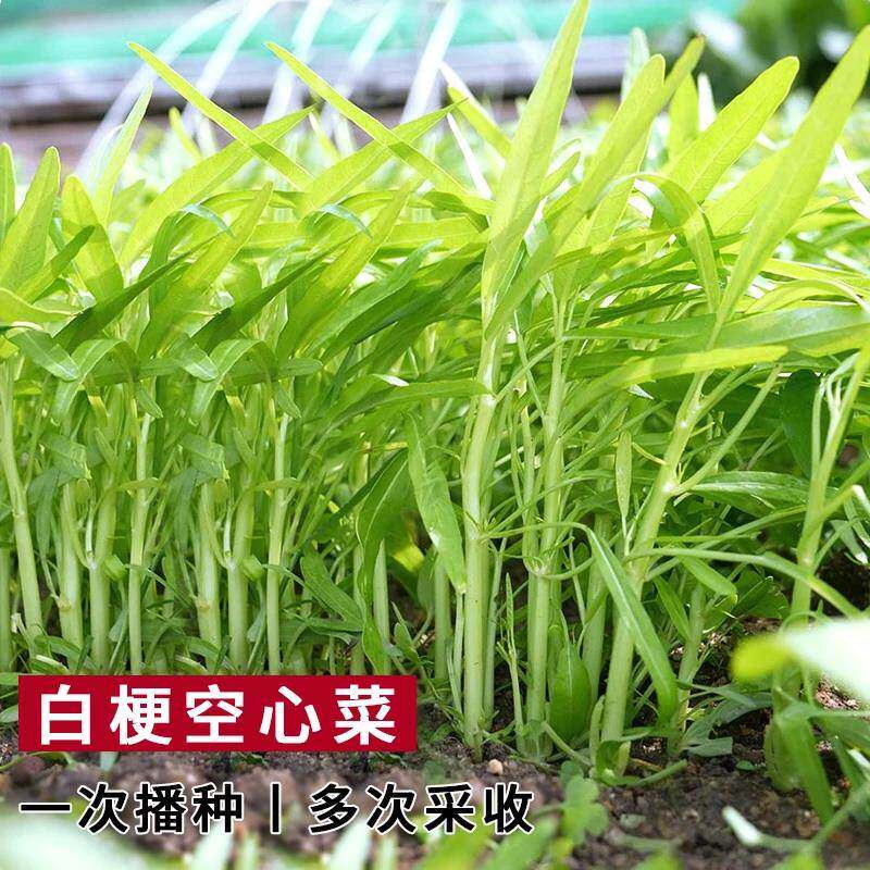 白梗柳叶空心菜种子大白骨水培青菜种籽四季籽种阳台盆栽蔬菜苗孑
