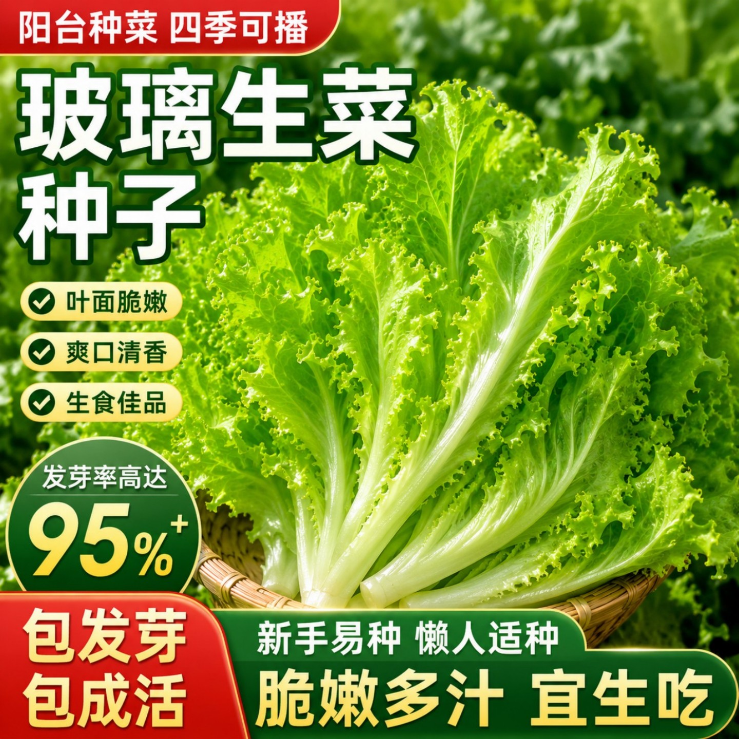 四季甜脆玻璃生菜种子脆嫩生吃