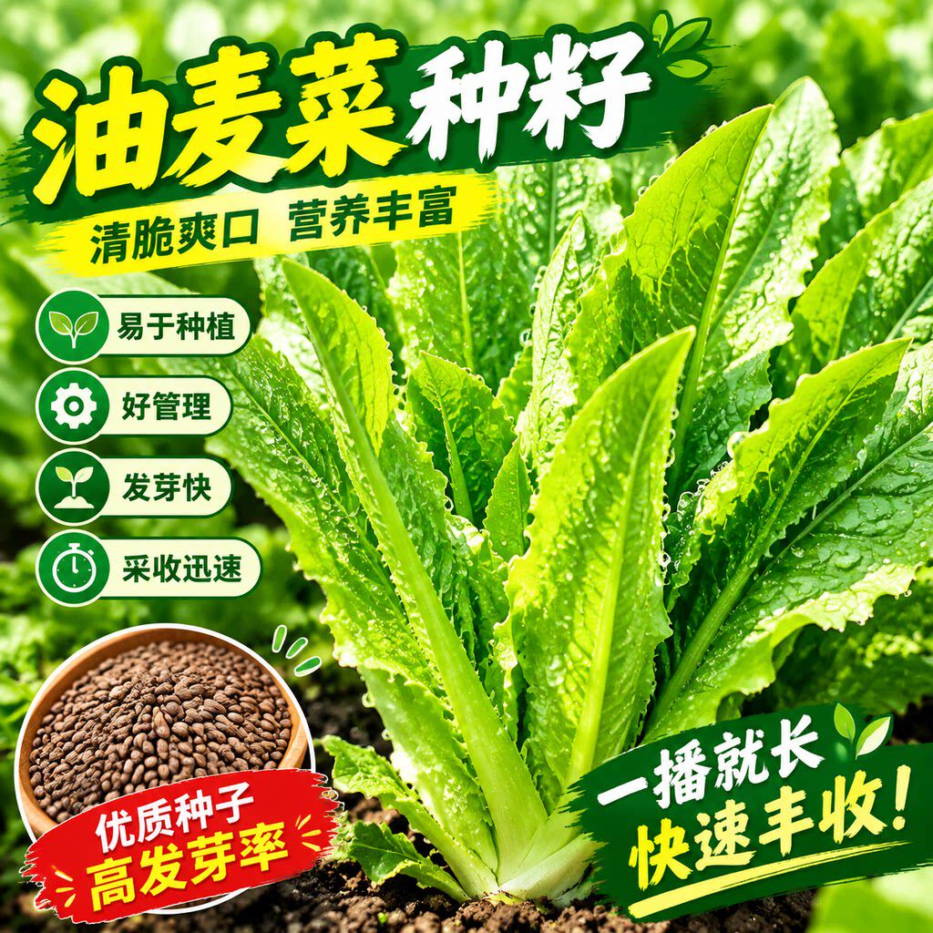 【今年新种】油麦菜种子四季油麦菜种子青菜种籽盆栽地栽蔬菜种子