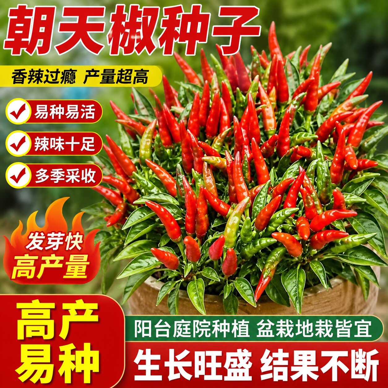 四季四季超辣朝天椒种子小米椒早熟辣椒种籽阳台盆栽四季种植播种
