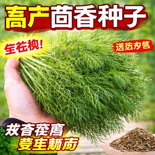 茴香种子割茬食用四季盆栽蔬菜种子阳台农家庭院小茴香籽香料种籽