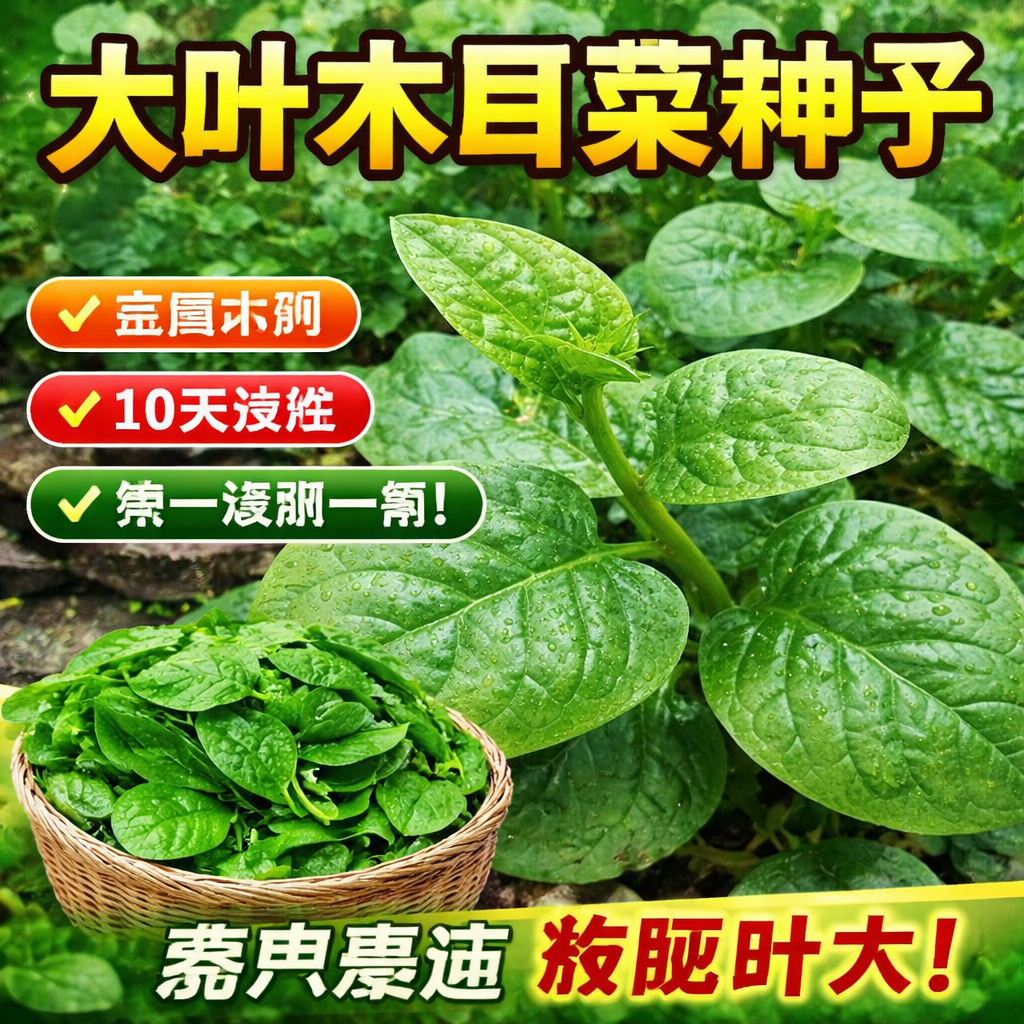 大叶木耳菜种子苗落葵小青菜耐高温湿春四季阳台盆栽疏蔬菜种籽孑