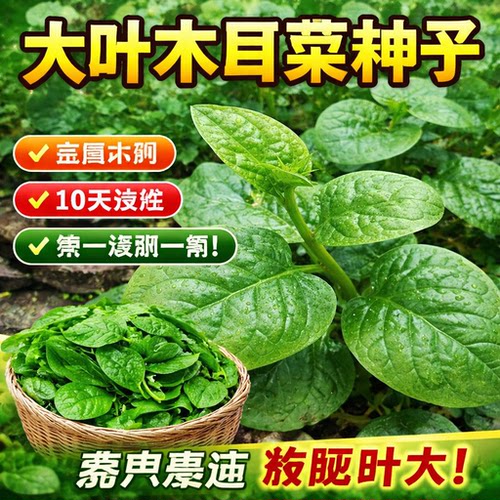 大叶木耳菜种子苗落葵小青菜耐高温湿春四季阳台盆栽疏蔬菜种籽孑